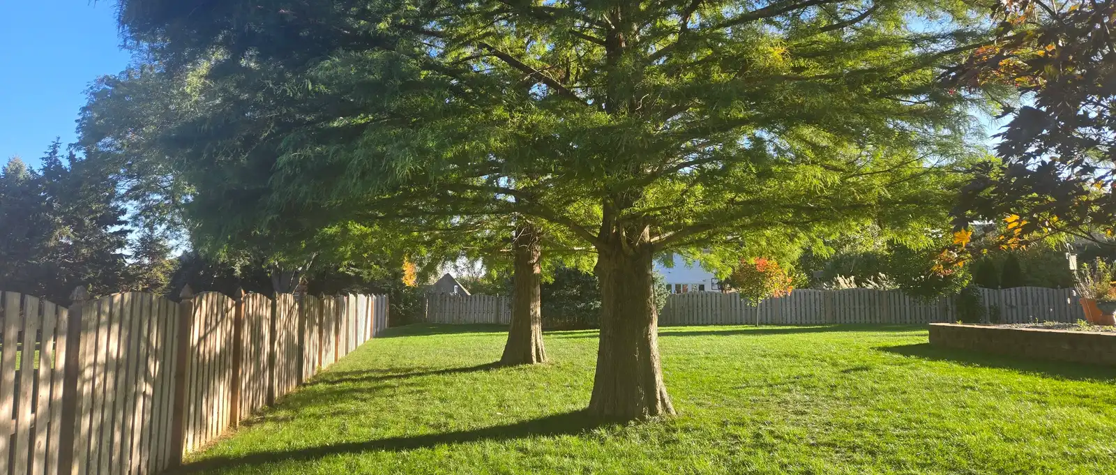 Arborist Consultation
