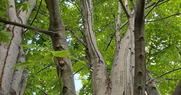 Tree Cabling