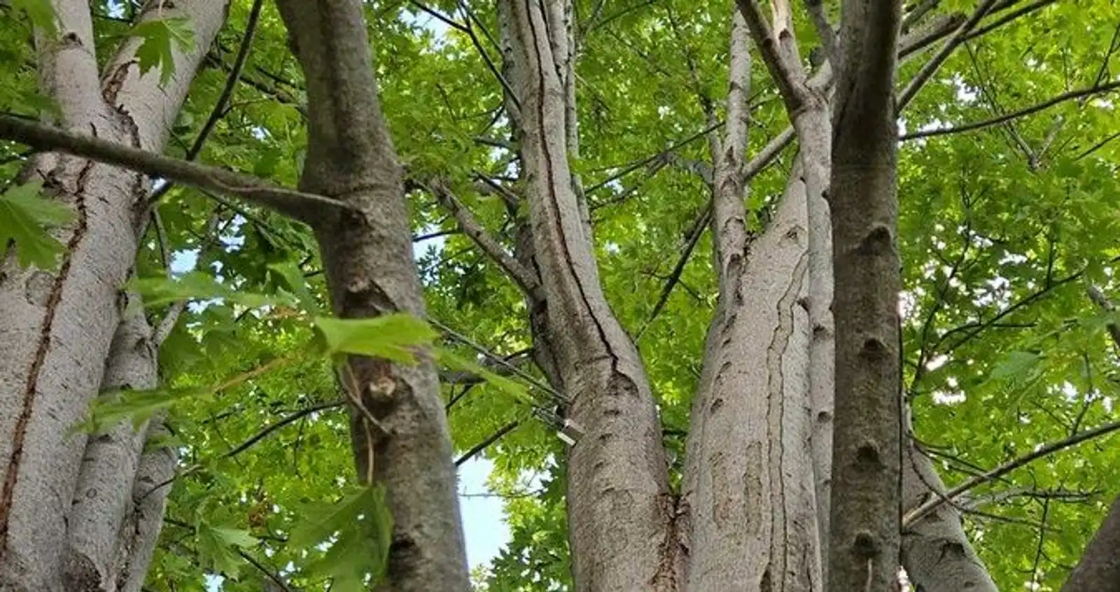 Tree Cabling
