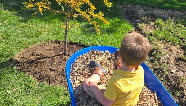 Tree Planting