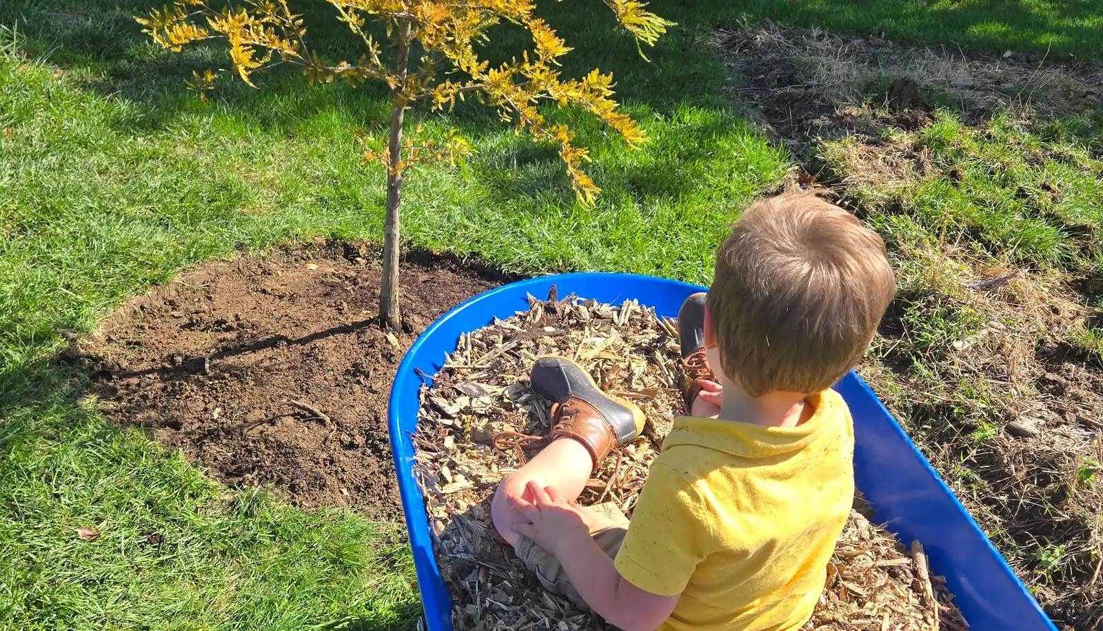 Tree Planting
