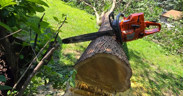 Tree Removal