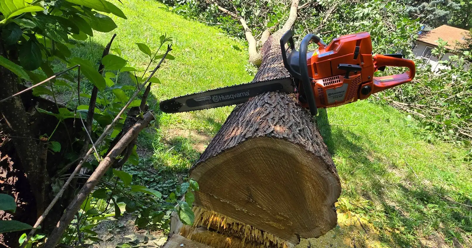 Tree Removal