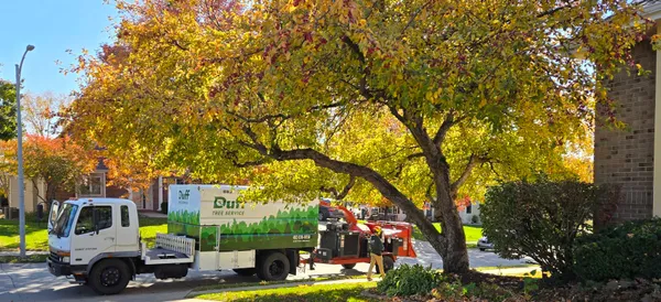 Tree Trimming